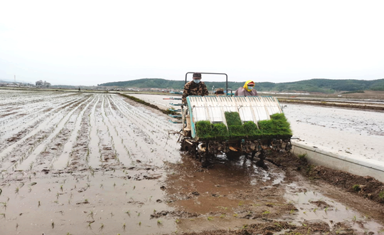 14 永乐高70net农业水稻插秧现场_副本.png